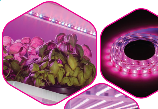 ЭРА выпускает светодиодную ленту FITO для растений