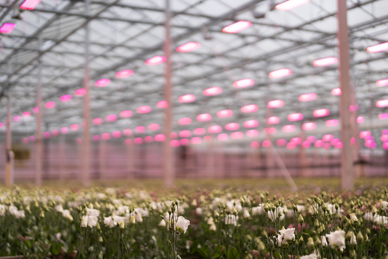 Как рождаются цветы к 8 Марта: роль фитоосвещения в современных теплицах